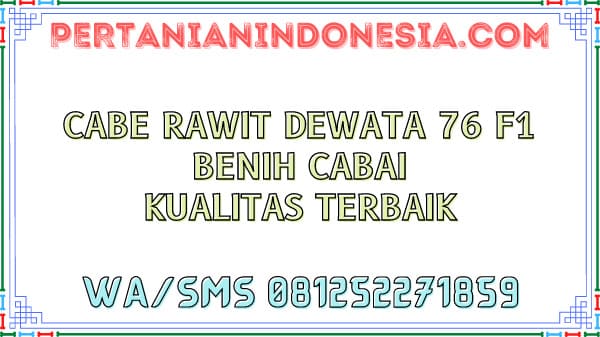 Cabe Rawit Dewata 76 F1 Benih Cabai Kualitas Terbaik